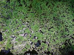 Image result for Azolla pinnata