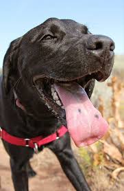 Black Spot On Dog S Tongue Tongue Spots In Labs And Other Dogs Black Dog Day Dogs Happy National Dog Day