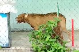 Tại long an, chó pitbull không rọ mõm, hung dữ bất ngờ tấn công và cắn chết một người đàn ông. 9u7frxhs5o 2om