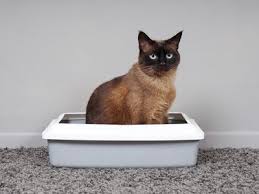 As cats get older, they tend to miss their litter boxes and urinate elsewhere. Reasons Why Cats Poop Outside The Litter Box And How To Stop It