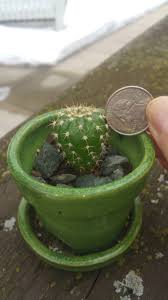 Prickly pear cactus (native south american), was brought to australia in 1788 on the first fleet. Wyatt The Mystery Cacti Approx 1 Year Old Album On Imgur