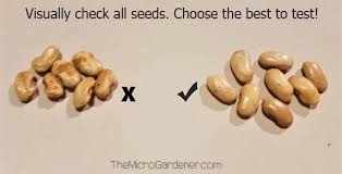 Learn how long seeds for flowers, vegetables, and fruits are typically good for. Can You Sow Out Of Date Seeds The Micro Gardener
