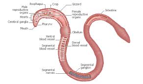 The diagram shown represents the feeding areas during summer and fall of two populations in the same ecosystem. Can Someone Please Send Me A Well Label Diagram Of Earthworm As Soon As Possible Science Diversity In Living Organisms 11218933 Meritnation Com