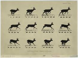 Tumblr Cerf Dessin Animaux Dessin Technique