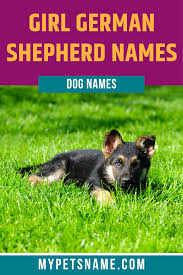 Girl German Shepherd Names In 2020 German Shepherd Names Female German Shepherd Girl Pet Names