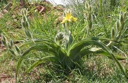 Image result for Hypoxis sp. A (as per FZ 12-3)