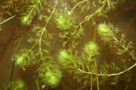 Image result for Aldrovanda vesiculosa