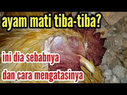 Ayam Mati Mendadak Ayam Sehat Tiba Tiba Mati Youtube
