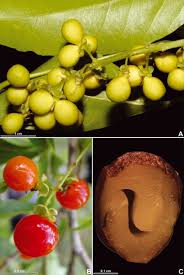 Image result for Allophylus