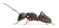 The queen carpenter ant can be up to 5/8 of an inch long. Pavement Argentine Carpenter Crazy Ghost House Ants Guide