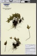 Image result for Pellaea angulosa