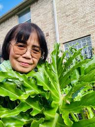 What type of Philodendron is this?