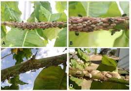 Image result for Triplaris americana