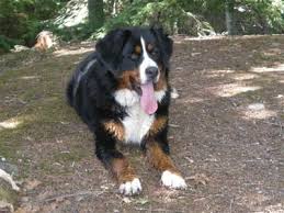 Bernese mountain dog puppies for sale in clare, michigan united states. Aka Bernese Mountain Dogs Http Www Akabernesemtdogs Com