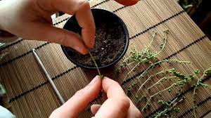 Yes, you can grow a string of pearls plant outdoors. How To Propagate The String Of Pearls Plant Senecio Rowleyanus Youtube