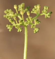 Image result for Cyphostemma setosum