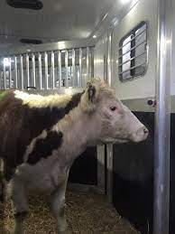 These Videos May Prove Animals Know When They Re Next In Line To Die Peta