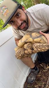 Image result for Grewia sulcata