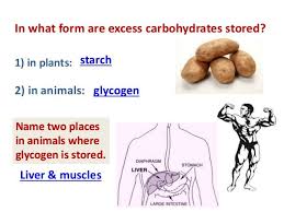 A monosaccharide can be a polyhydroxy. These Are Both Storage Polysaccharides And Carbohydrates Starches And Glycogen Form Helices In Unbranched Regions Be Human Liver Carbohydrates Large Intestine