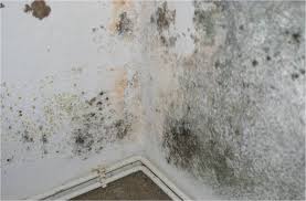 Wir klären auf, wie schimmel entsteht, welche ursachen die. Schimmel Und Feuchtigkeit In Der Wohnung
