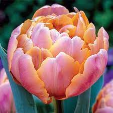 Tulips Pink Star Tulip Bulb Flowers Tulips Flowers Tulips Garden
