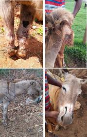 Their dung is so dry that it can be used to fuel fires. Prevalence Of Mutilations And Other Skin Wounds In Working Donkeys In Tamil Nadu India Rayner 2018 Veterinary Record Wiley Online Library