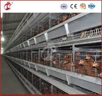 Mejor jaula para gallinas tipo H Proveedor de jaulas para gallinas  ponedoras extra grandes en China OEM personalizado de fácil mantenimiento  jaulas de batería para gallinas ponedoras