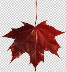 Autumn Leaves Png Autumn Leaves Autumn Leaves Art Background Autumn