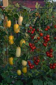 Vertical Garden Spaghetti Squash Vertical Vegetable Gardens Backyard Vegetable Gardens Plants