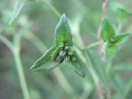 Image result for Elephantopus