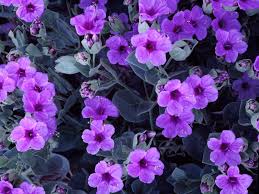 Pin On Gardening