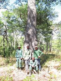 Image result for Psychotria eminiana