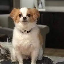 In this article, we look at some of the most desirable papillon mixes to help you decide which one would be the perfect pup for you and your family. Vet Recommended Pet Products At Low Prices Alpha Paw Papillon Mix Papillon Dog Mixed Breed Dogs