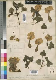 Image result for Holubia saccata