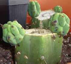 It is a fast growing cactus i have it growing in a large pot of peace lily's. San Pedro Cactus Forum 2011