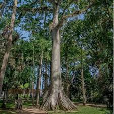 Image result for Ceiba pentandra