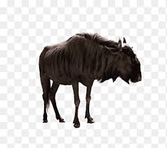 Sont surveillees par bison fute; Bison Logo Png Images Pngegg