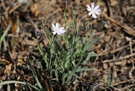 Image result for Lactuca inermis
