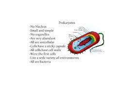 View a list of new poems for cell by this list of new poems is composed of the works of modern poets of poetrysoup. Cell Poem By Lake Dvorak On Prezi Next