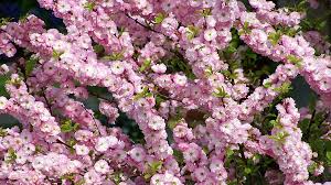 Image result for mandloň trojlaločná