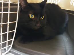 There may be alternative treatment options available. Our Prozac Cat Bad Cat Chris