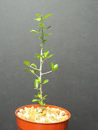 Image result for Commiphora zanzibarica