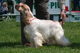 She is an active member in good standing with her breed's national parent club, american spaniel club (asc), and her local specialty club, the cocker spaniel club of kentucky. Cocker Spaniel Wikipedia