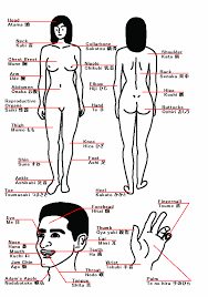 Part Picture Of Human Body Body Parts