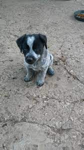 Blue Healer Puppies For Sale Fountain Co 208461
