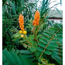 Image result for Rauvolfia vomitoria