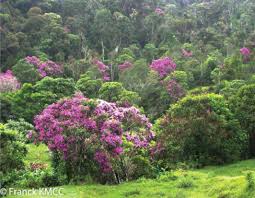 Image result for Dichaetanthera