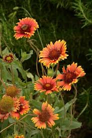 Pin On Orange Flowers