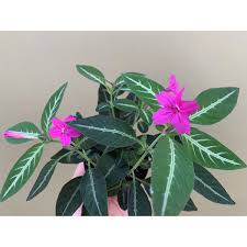 Image result for Ruellia makoyana