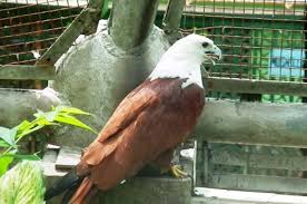 We did not find results for: Elang Bondol Si Kepala Putih Bobo